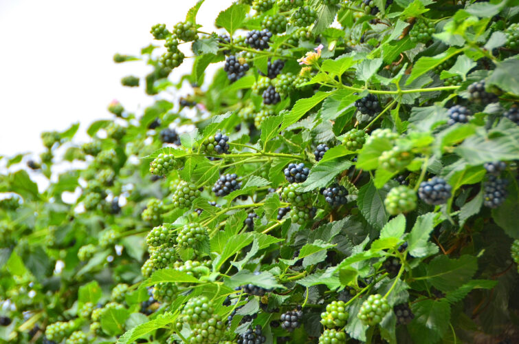 Propagating Blackberries by Tip-Rooting